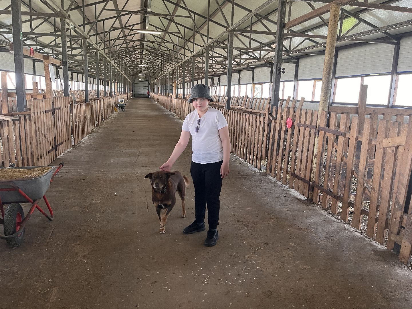 Шаховская, овцы, кфх, ферма