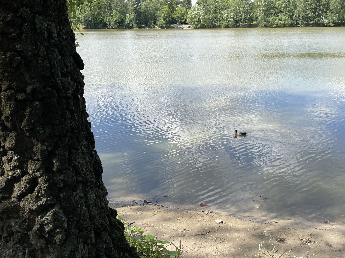 Экология, черепахи, озера, очистка