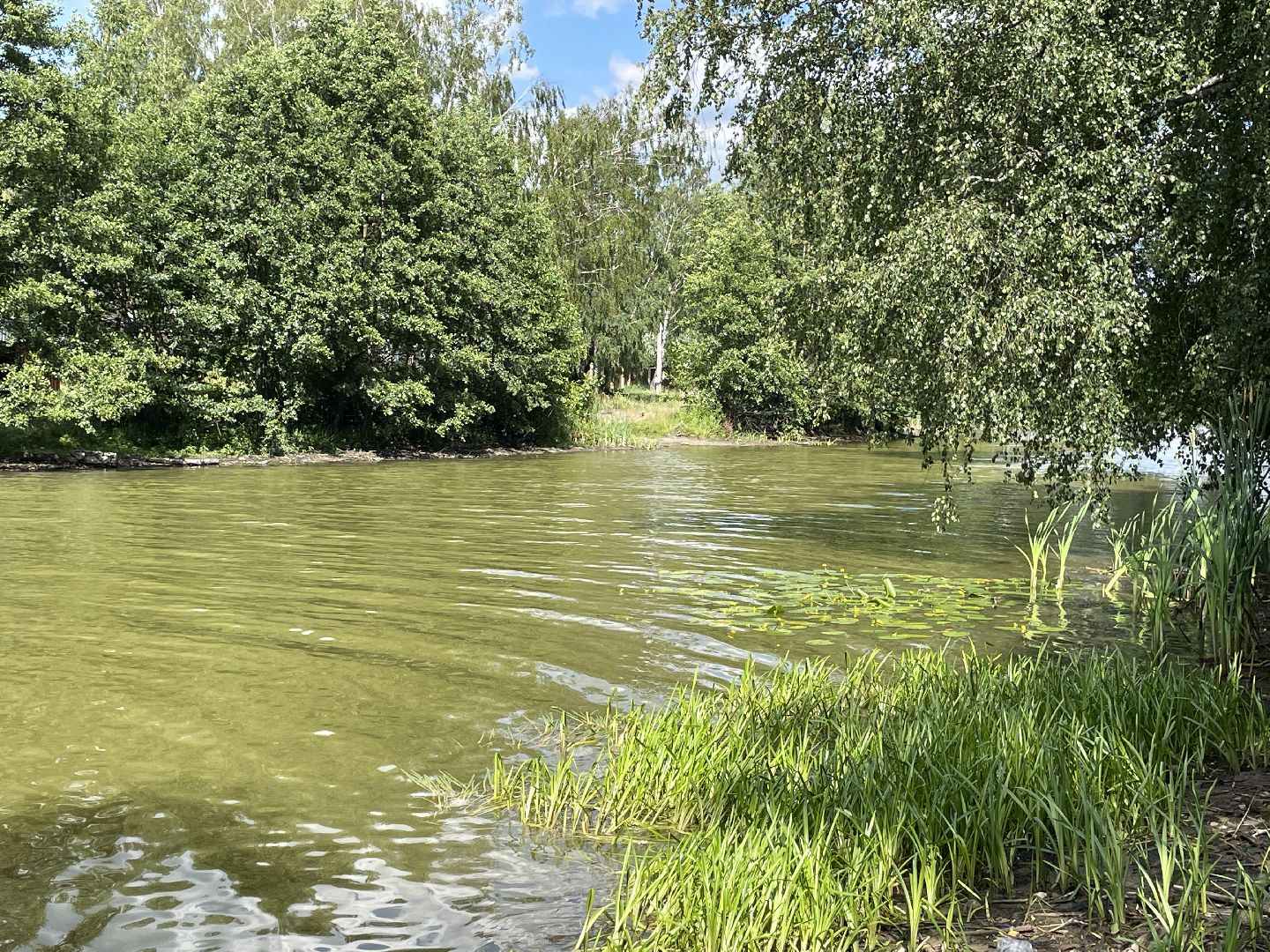 Экология, черепахи, озера, очистка