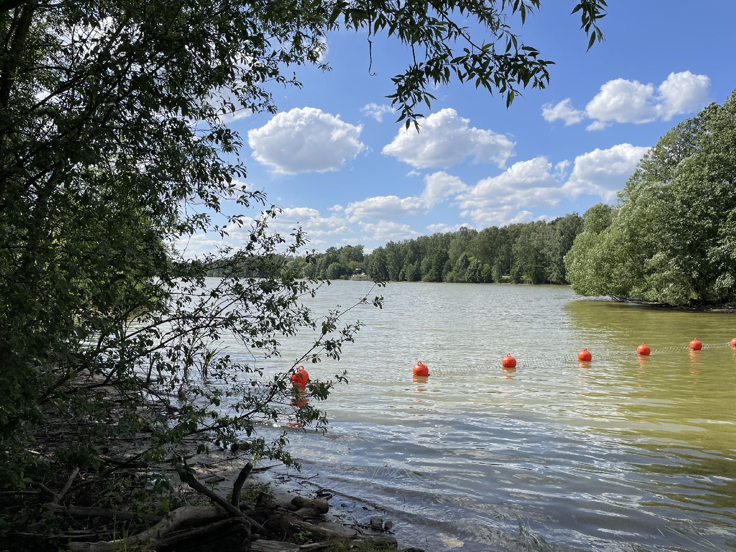 Экология, черепахи, озера, очистка