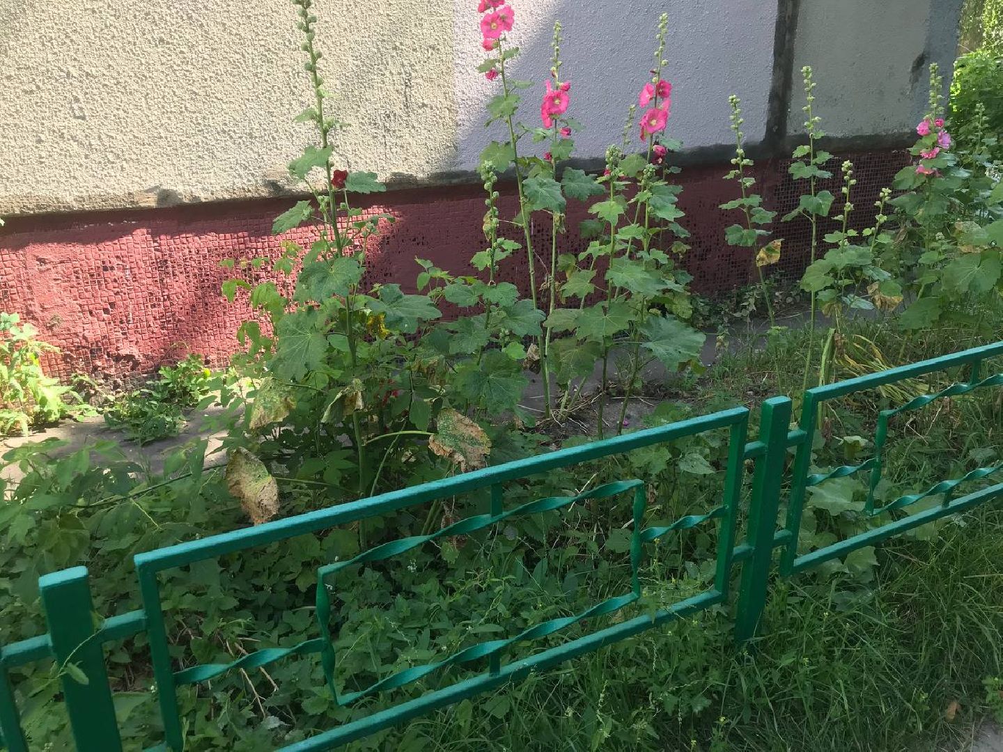 Коломна, благоустройство, общество