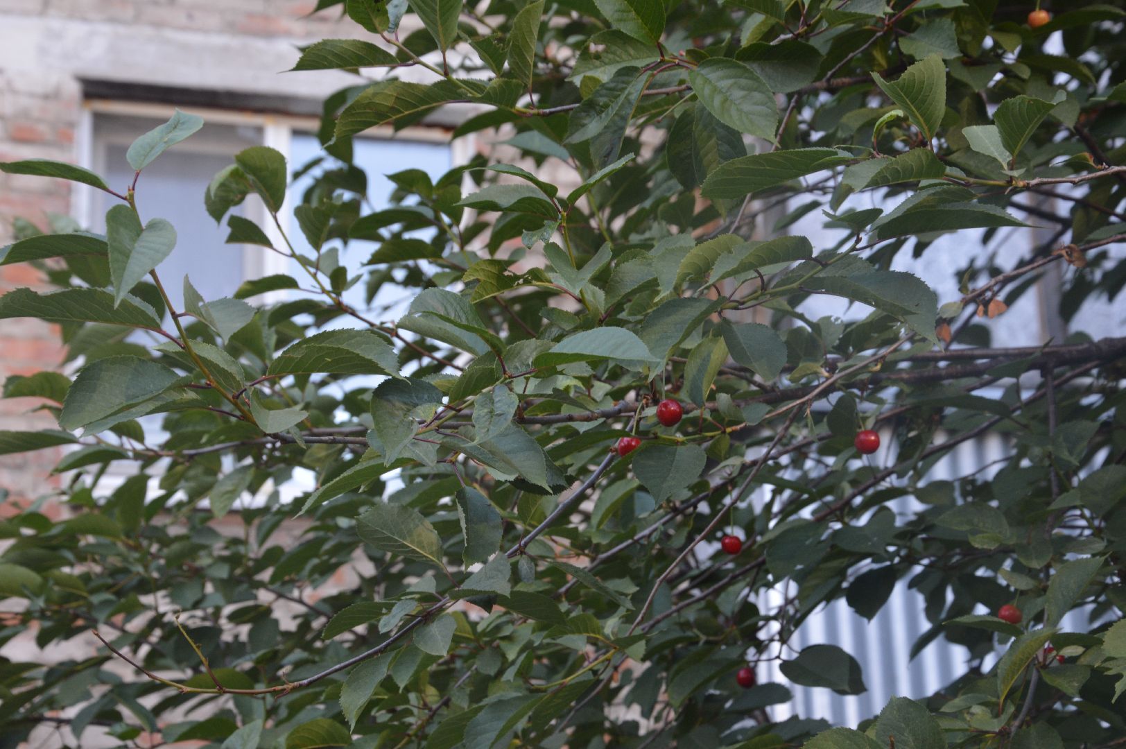 #Шатура, #вишня, #старый_город