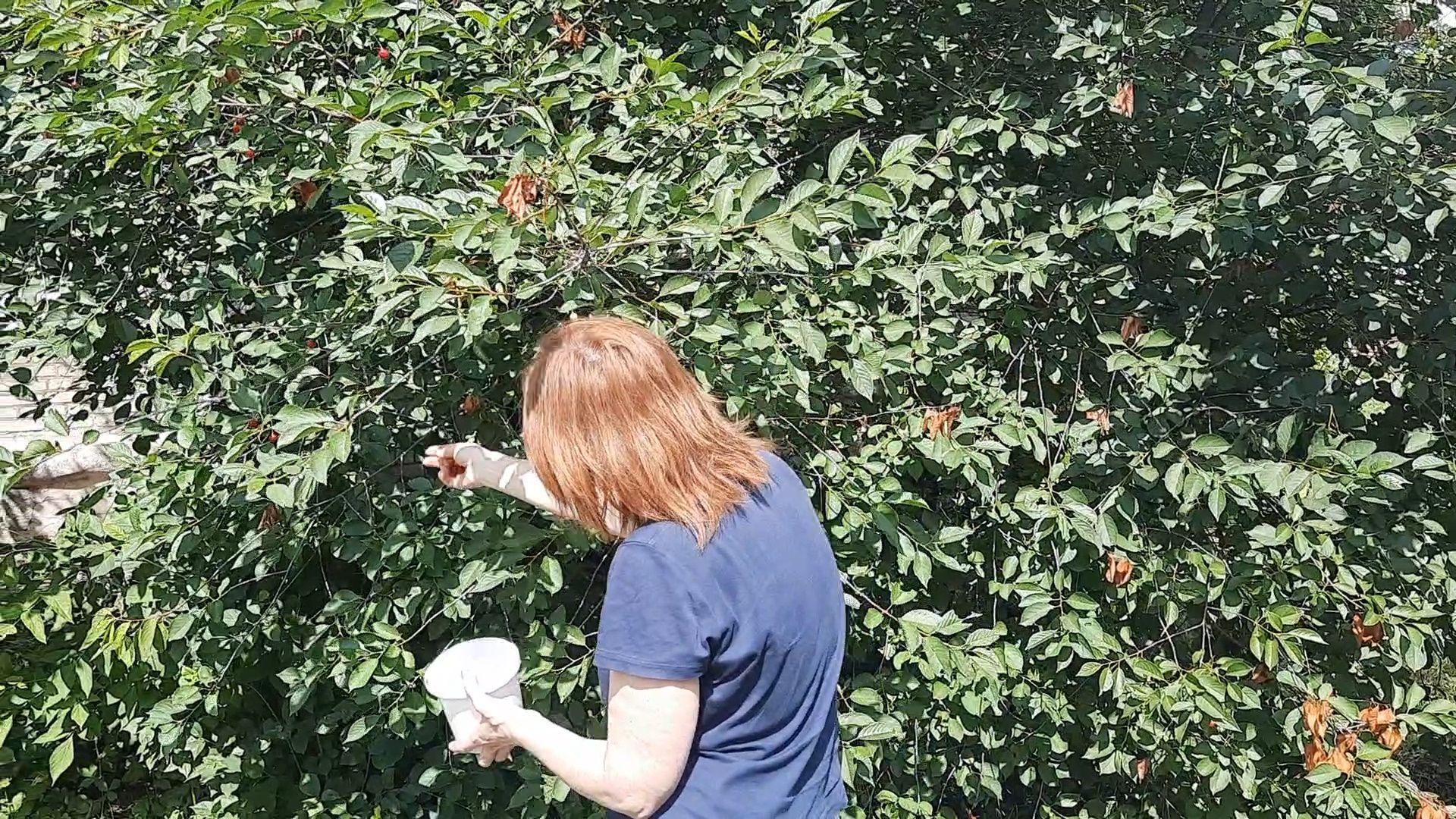 #Шатура, #вишня, #старый_город