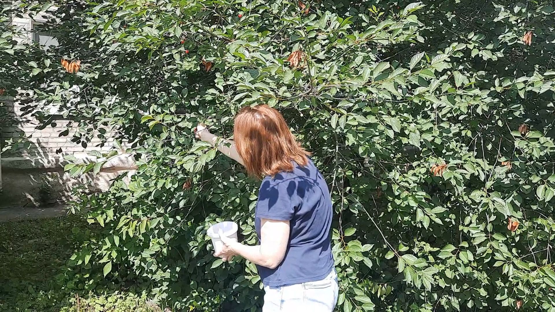 #Шатура, #вишня, #старый_город