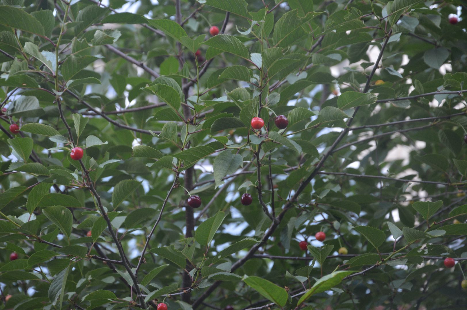 #Шатура, #вишня, #старый_город