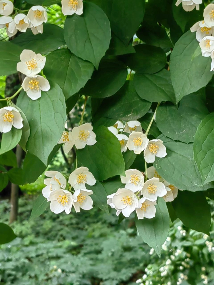 Природа, жасмин, лето в подмосковье,