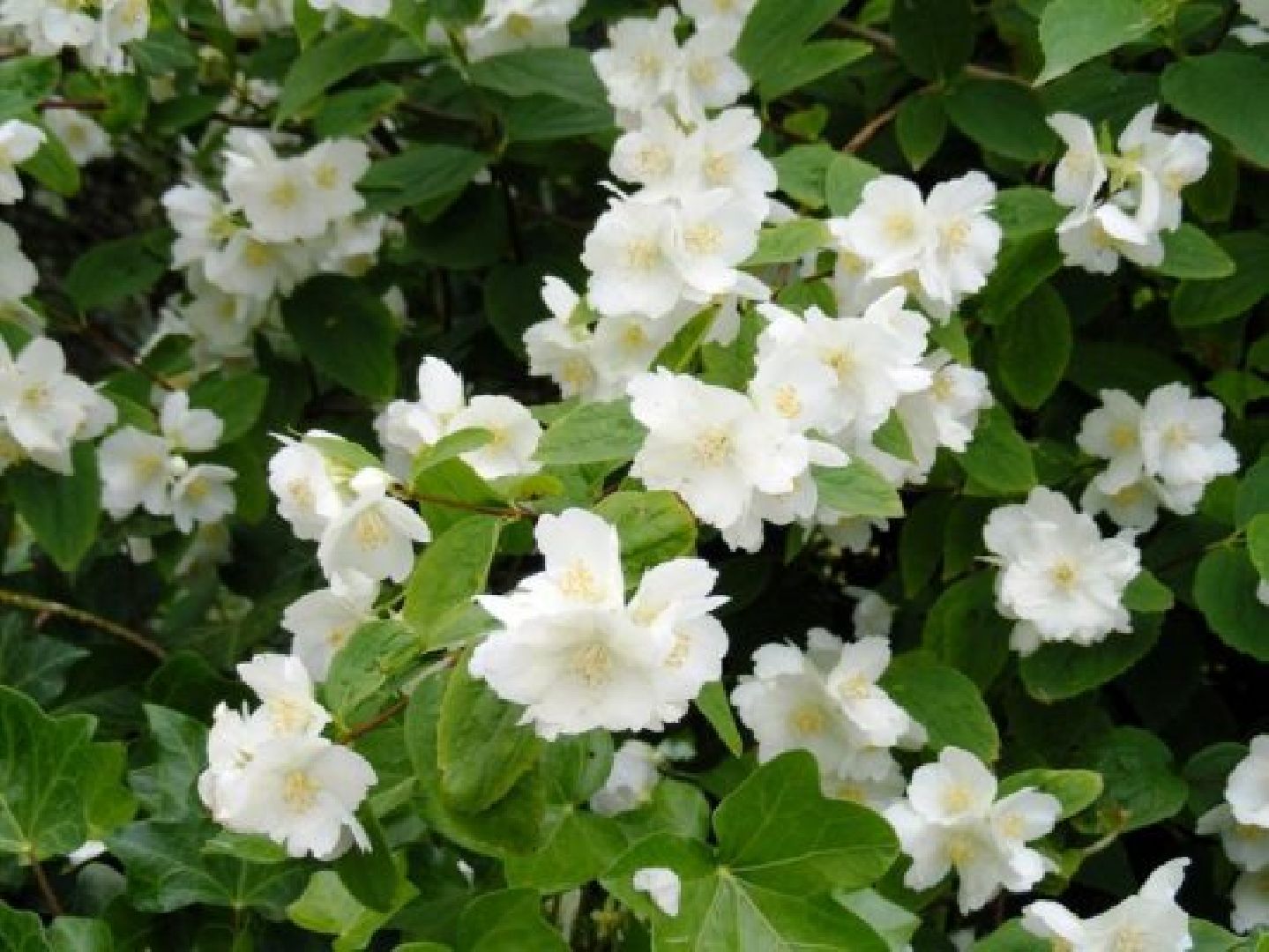 Природа, жасмин, лето в подмосковье,