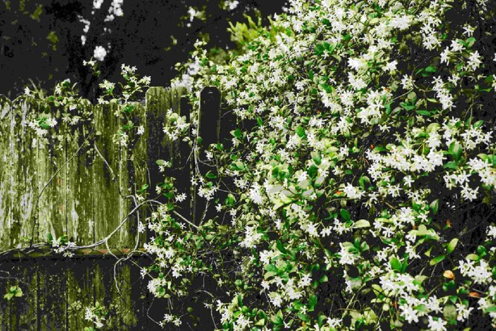 Природа, жасмин, лето в подмосковье,