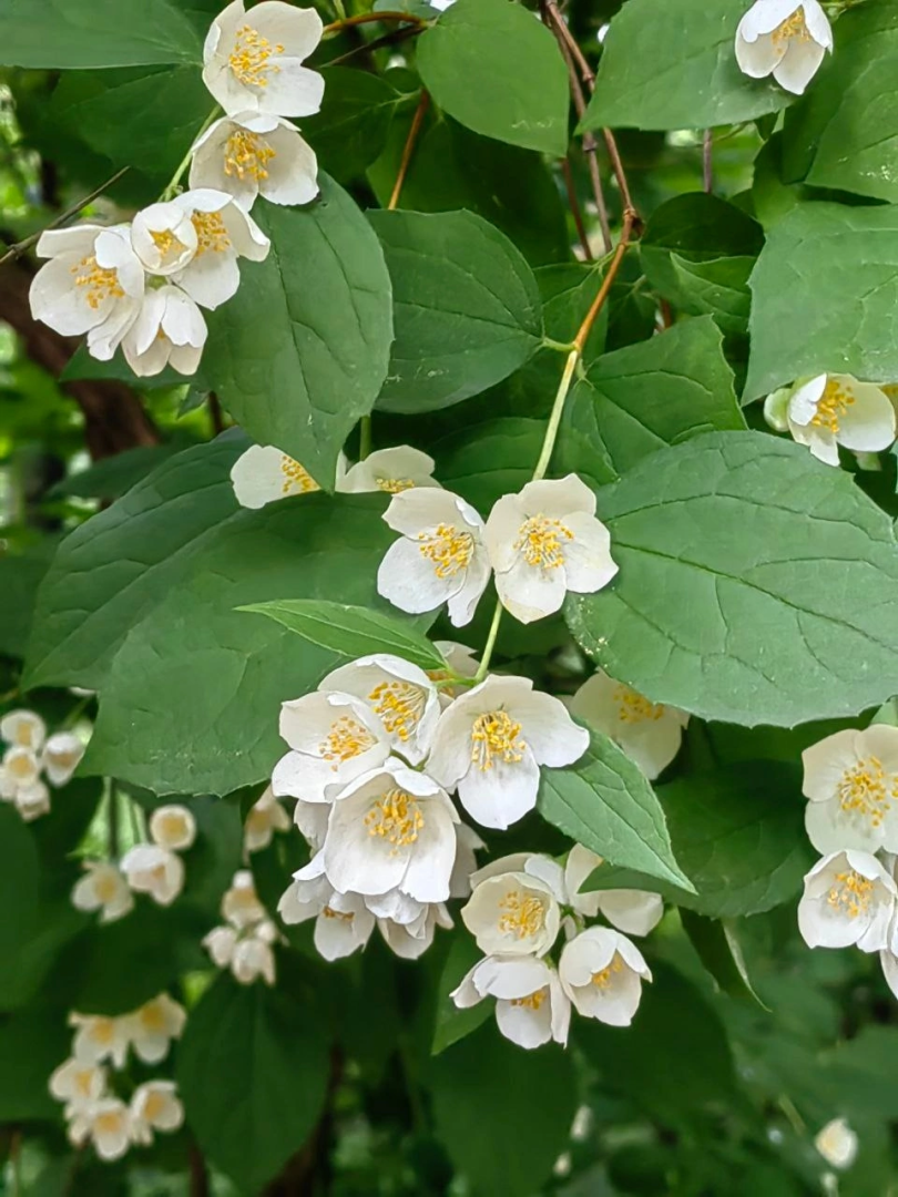 Природа, жасмин, лето в подмосковье,