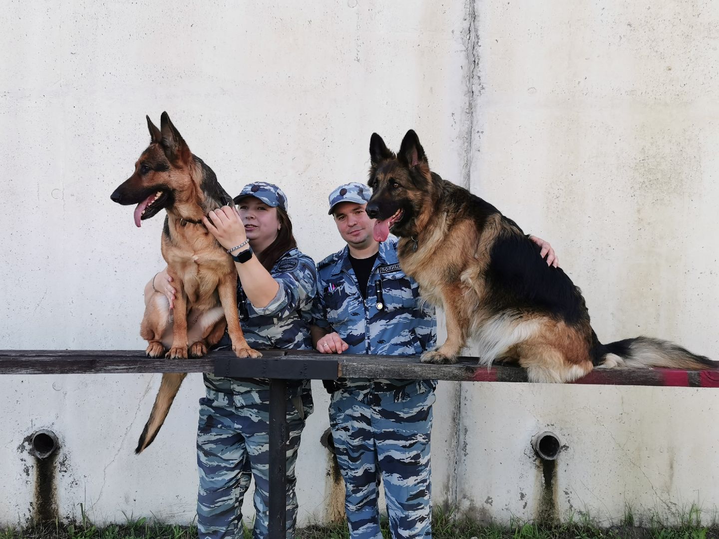 Подольск, полиция, собаки