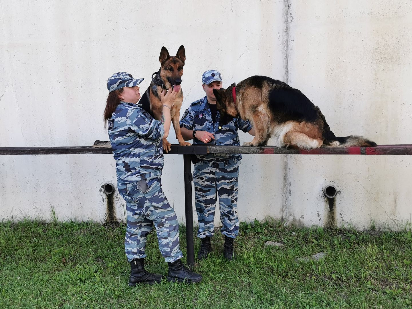 Подольск, полиция, собаки