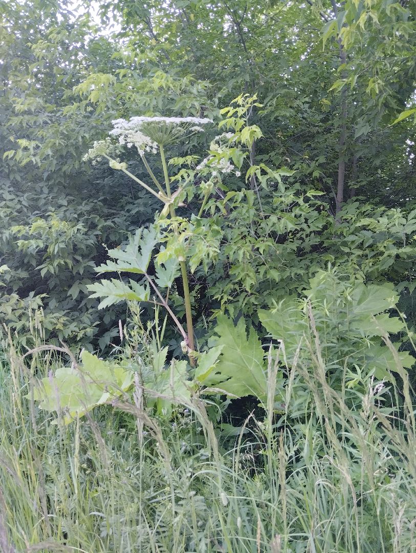 Борщевик Сосновского, Лесничество, Мособллес, Старая Купавна, Богородский городской округ