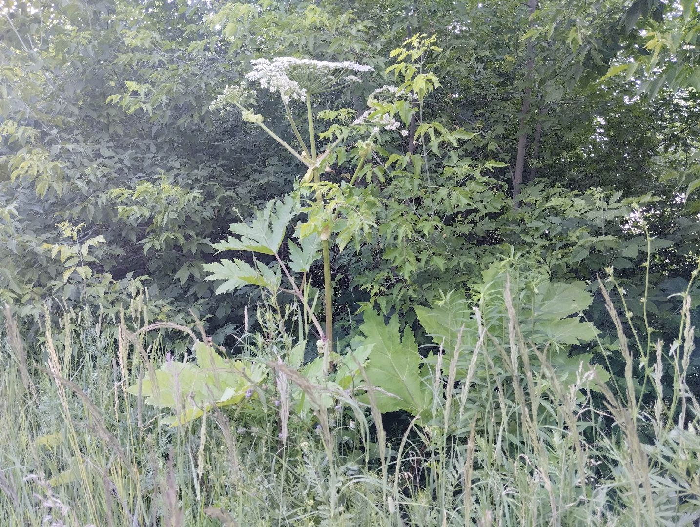 Борщевик Сосновского, Лесничество, Мособллес, Старая Купавна, Богородский городской округ