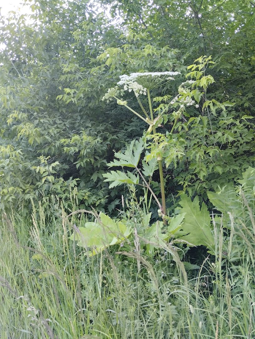 Борщевик Сосновского, Лесничество, Мособллес, Старая Купавна, Богородский городской округ