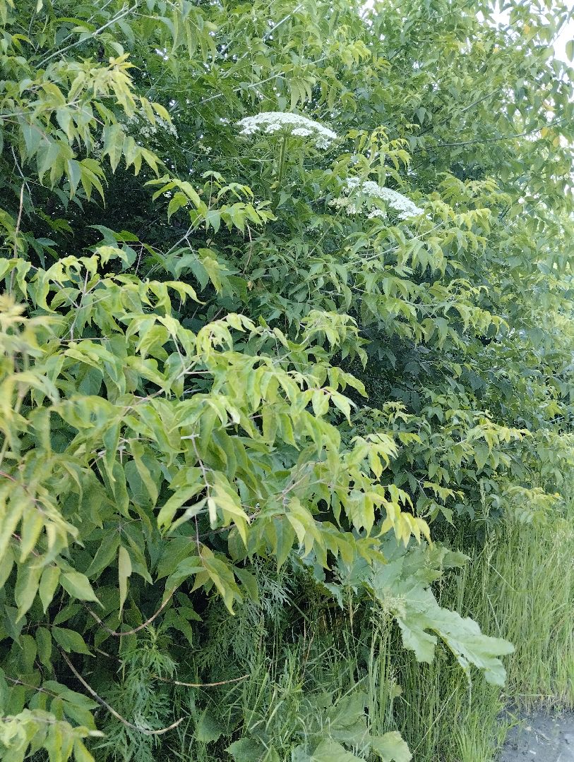 Борщевик Сосновского, Лесничество, Мособллес, Старая Купавна, Богородский городской округ