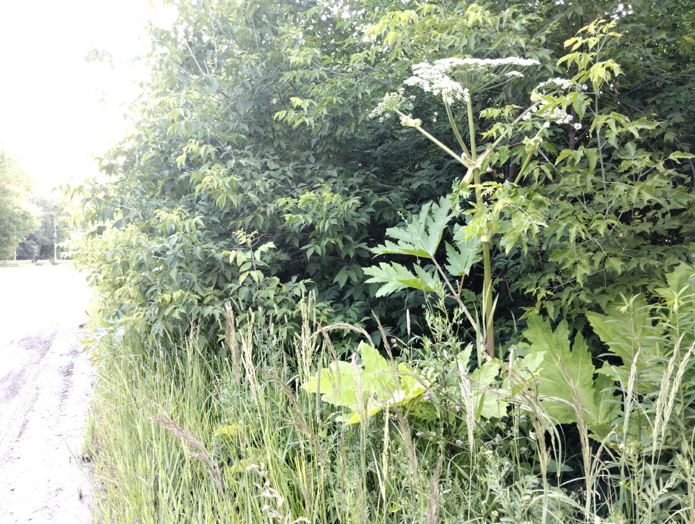 Борщевик Сосновского, Лесничество, Мособллес, Старая Купавна, Богородский городской округ