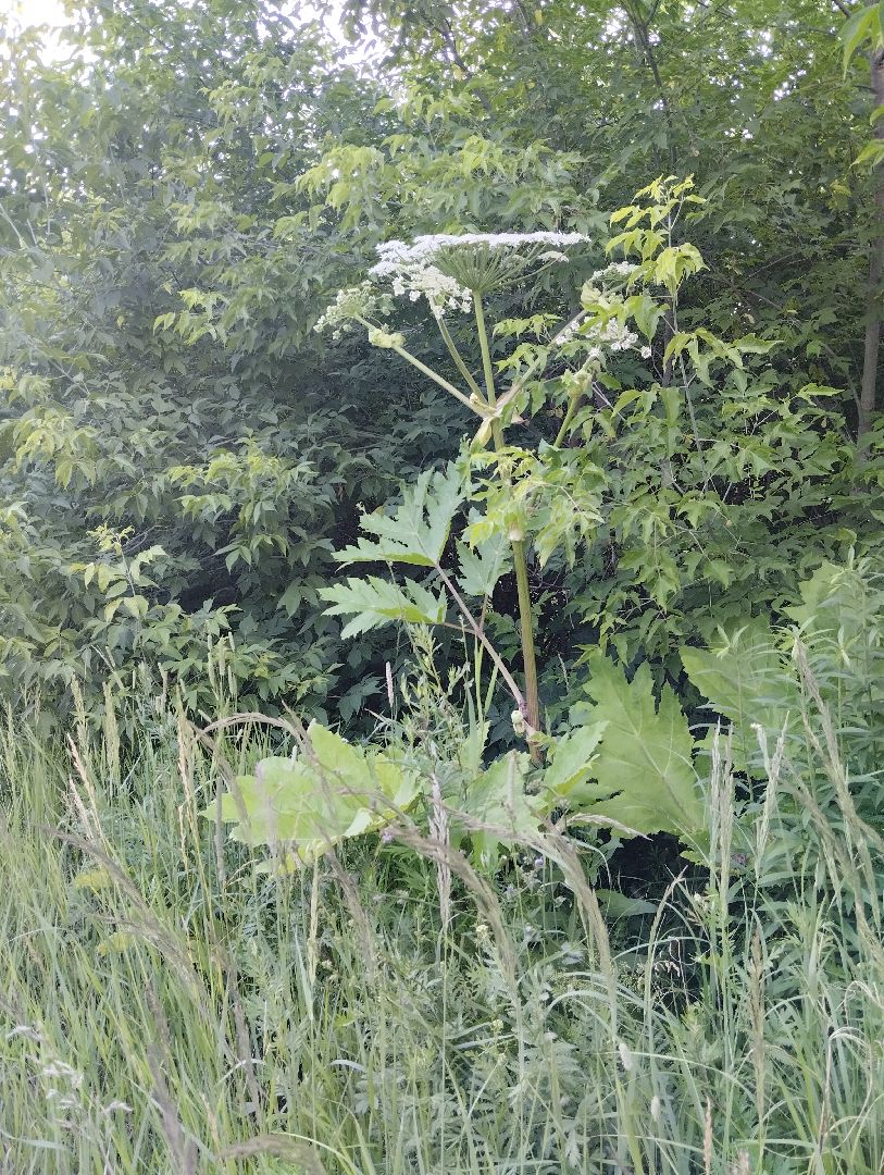Борщевик Сосновского, Лесничество, Мособллес, Старая Купавна, Богородский городской округ