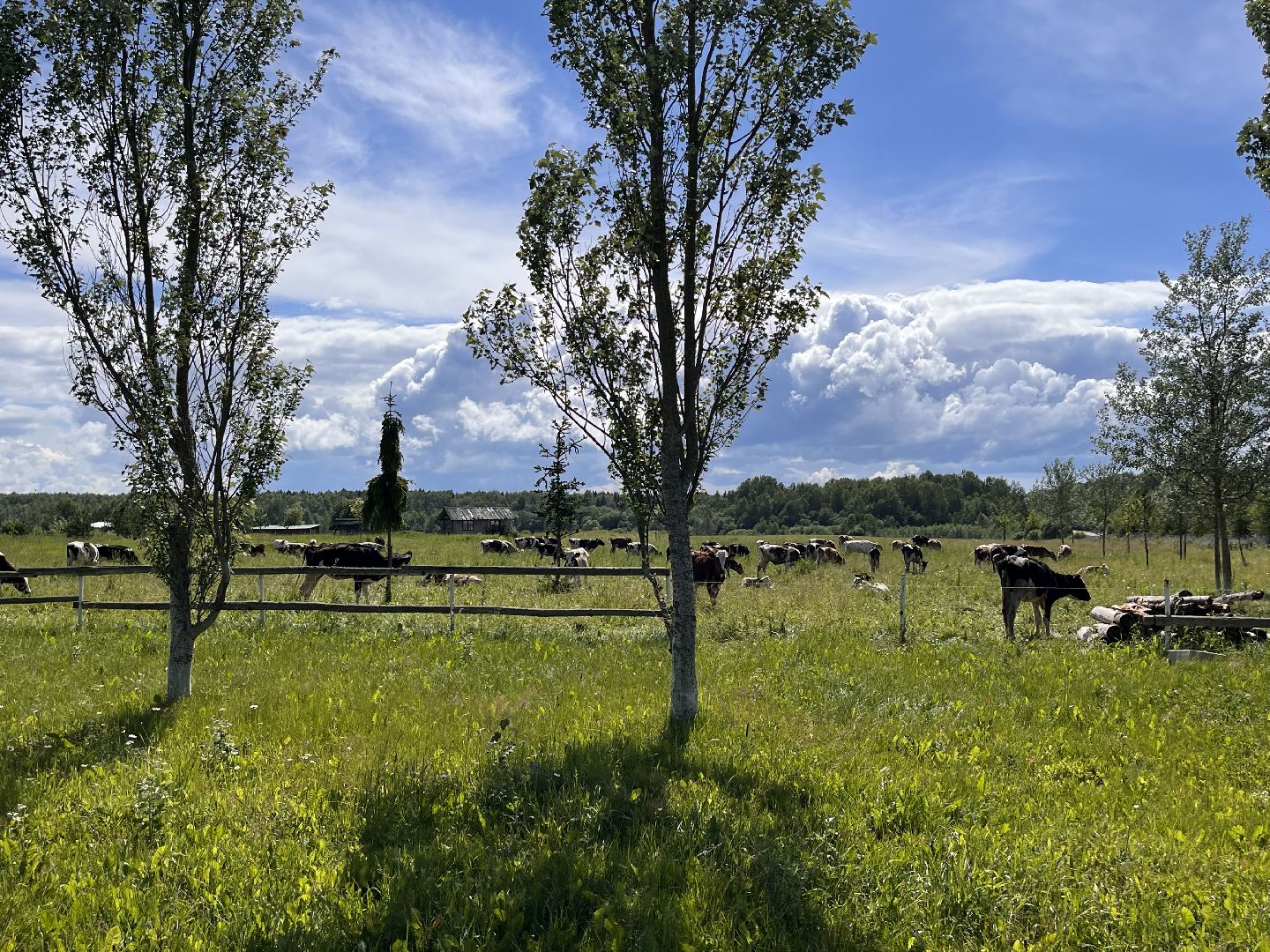 Шаховская, сельское хозяйство, коровы, молоко