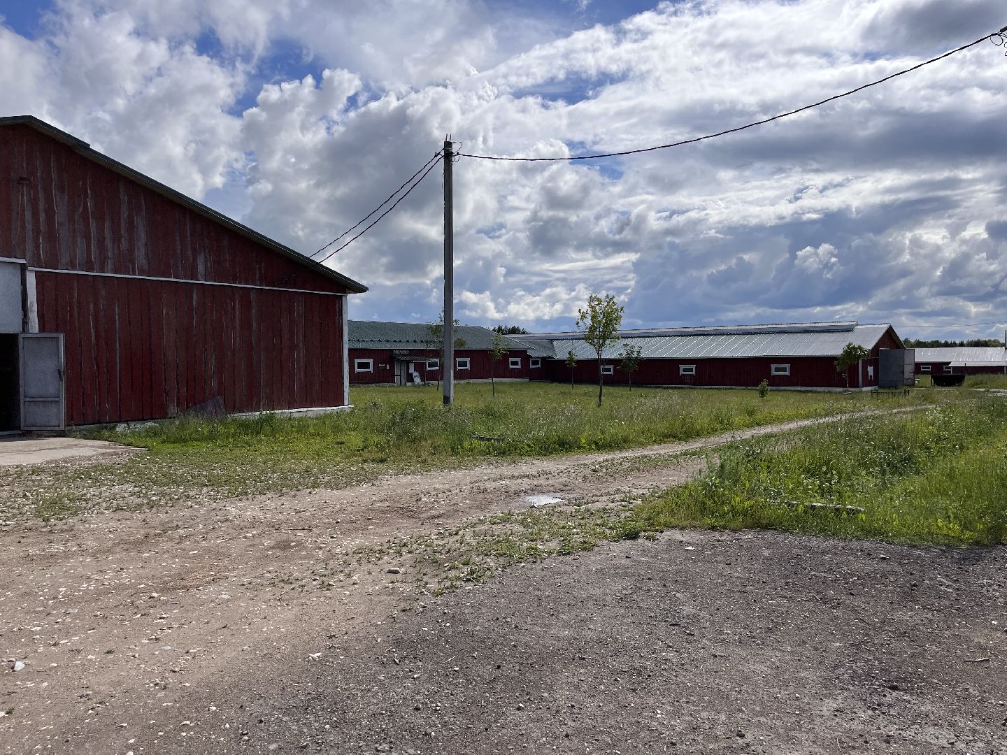 Шаховская, сельское хозяйство, коровы, молоко