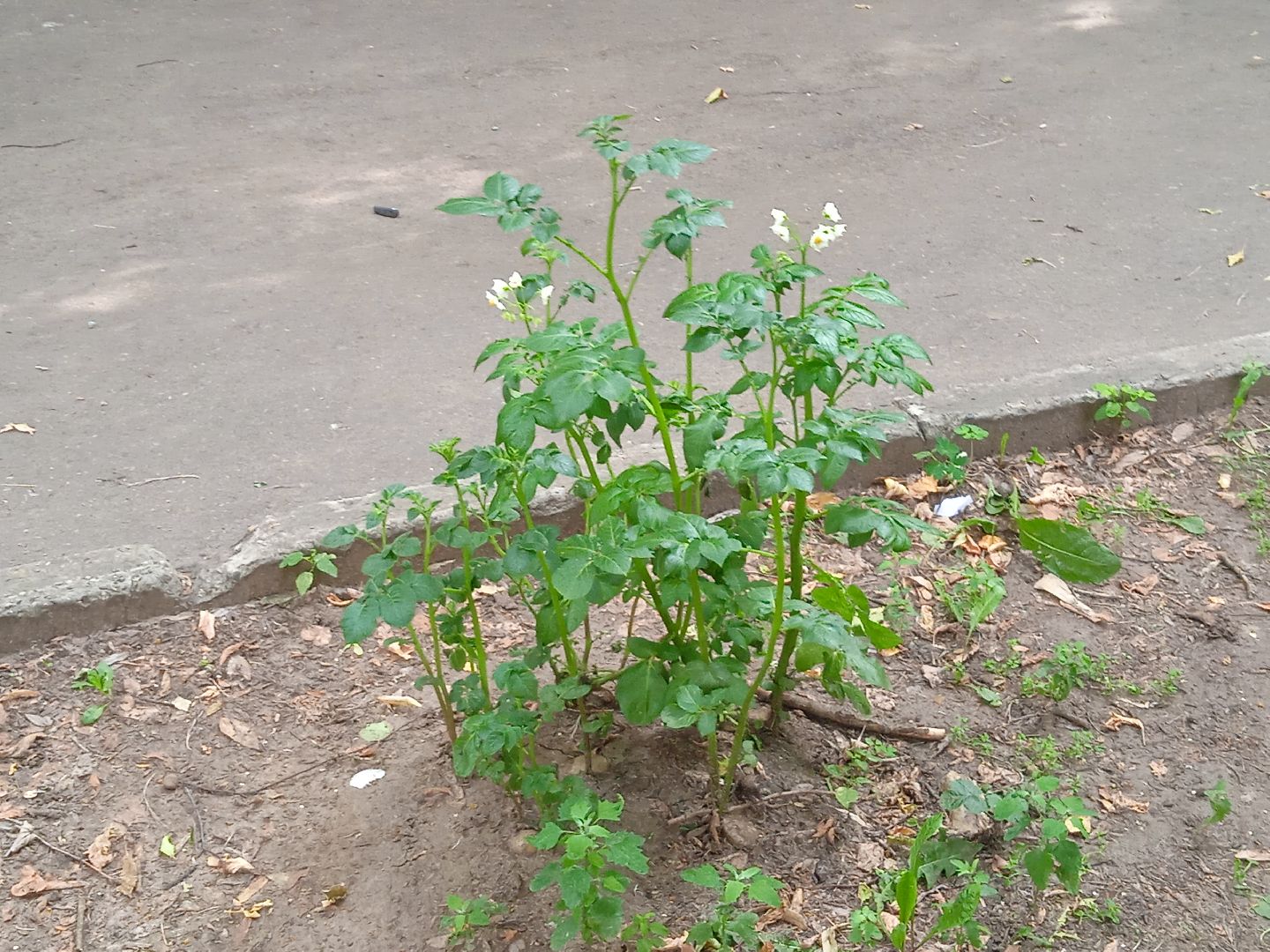 картошка, набережная, Циолковского