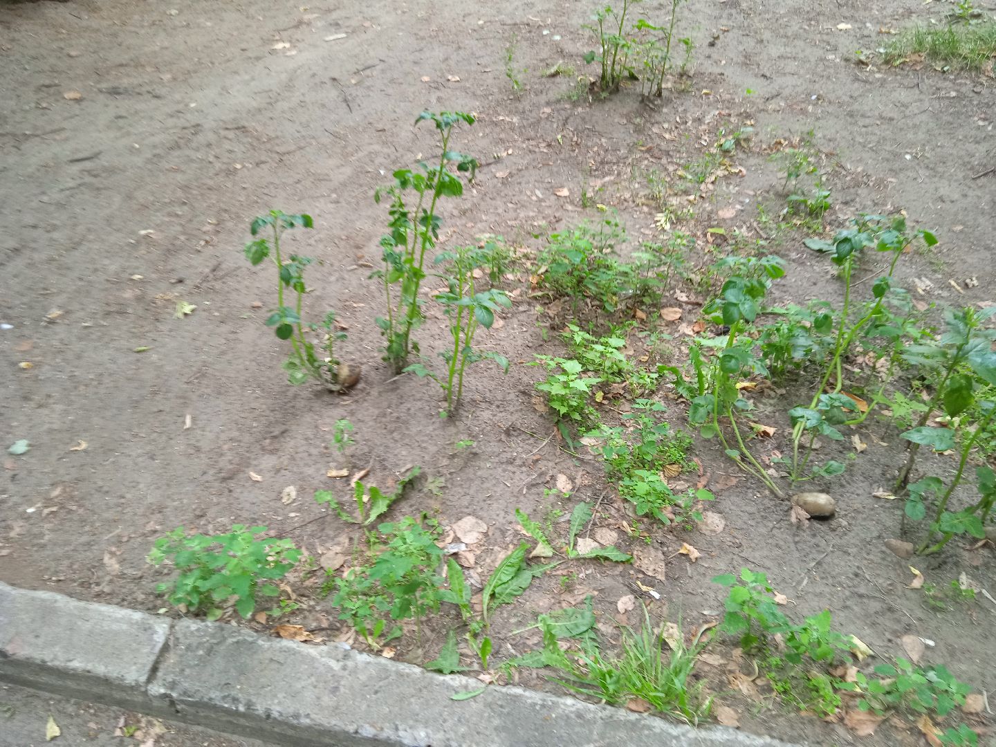 картошка, набережная, Циолковского