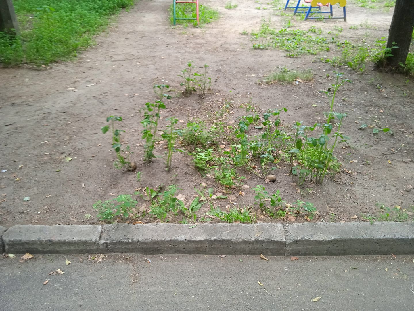 картошка, набережная, Циолковского