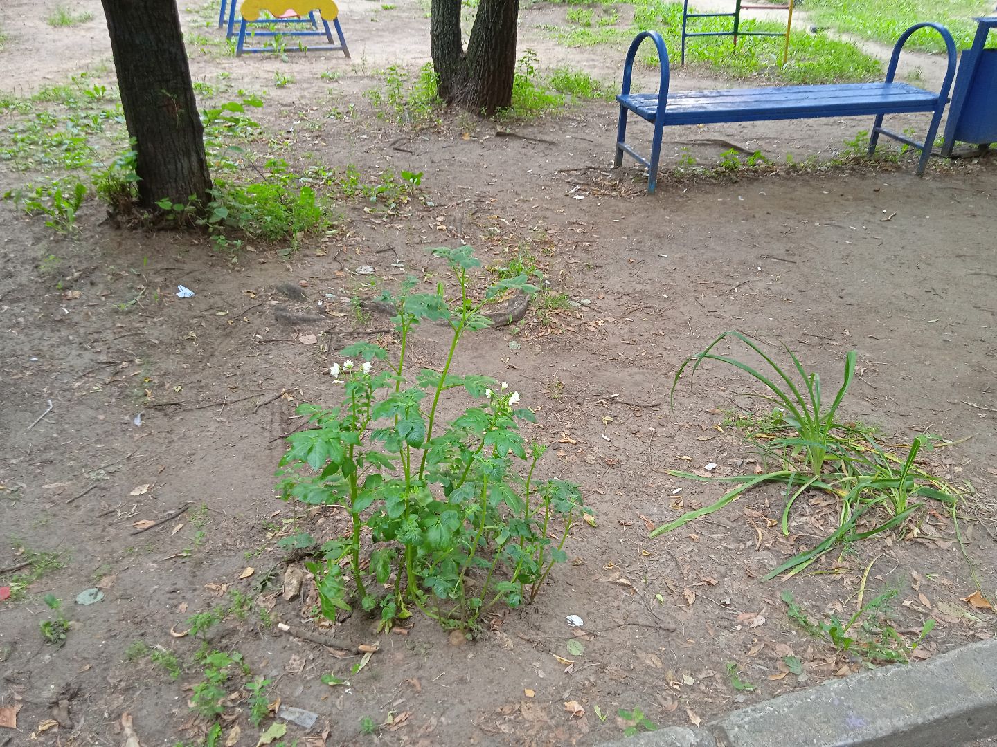 картошка, набережная, Циолковского