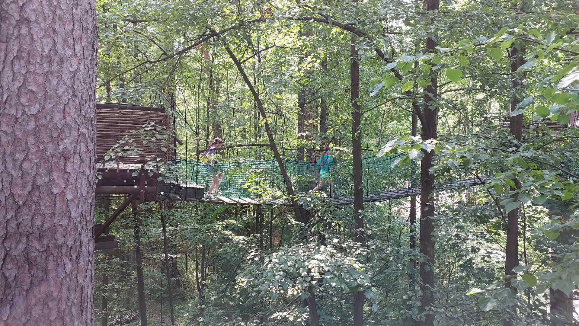 туризм, заповедник, экотропа, дерево, серпухов, каникулы, дети,