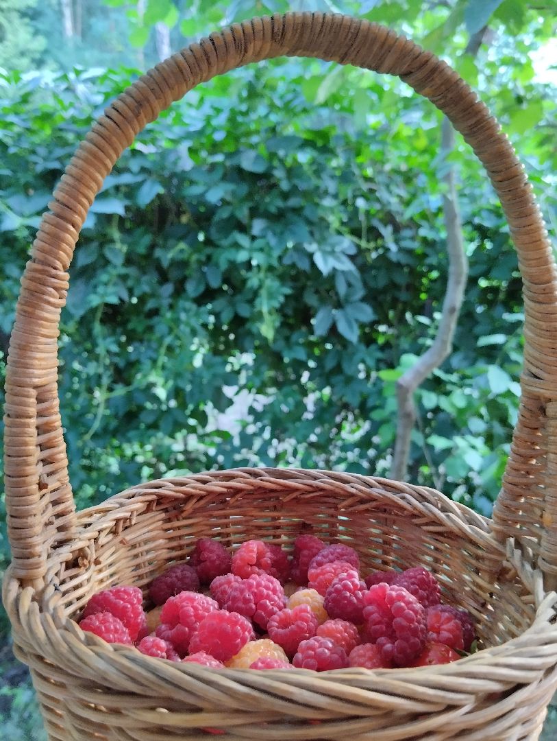 Ягоды, урожай, садоводы, Старая Купавна, Богородский городской округ