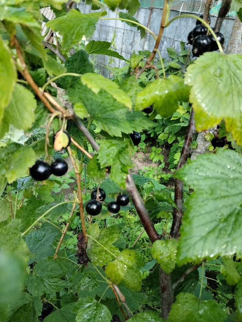 Ягоды, урожай, садоводы, Старая Купавна, Богородский городской округ