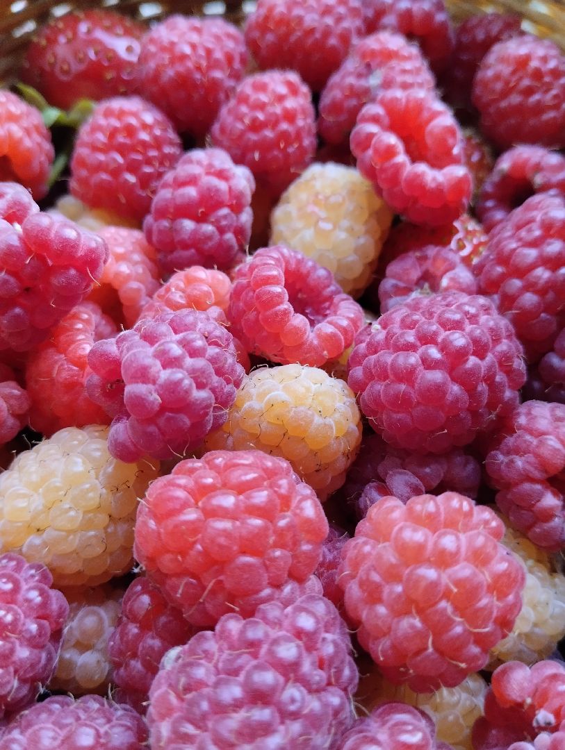 Ягоды, урожай, садоводы, Старая Купавна, Богородский городской округ