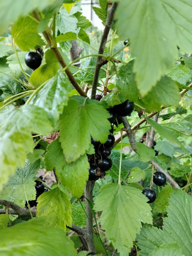 Ягоды, урожай, садоводы, Старая Купавна, Богородский городской округ