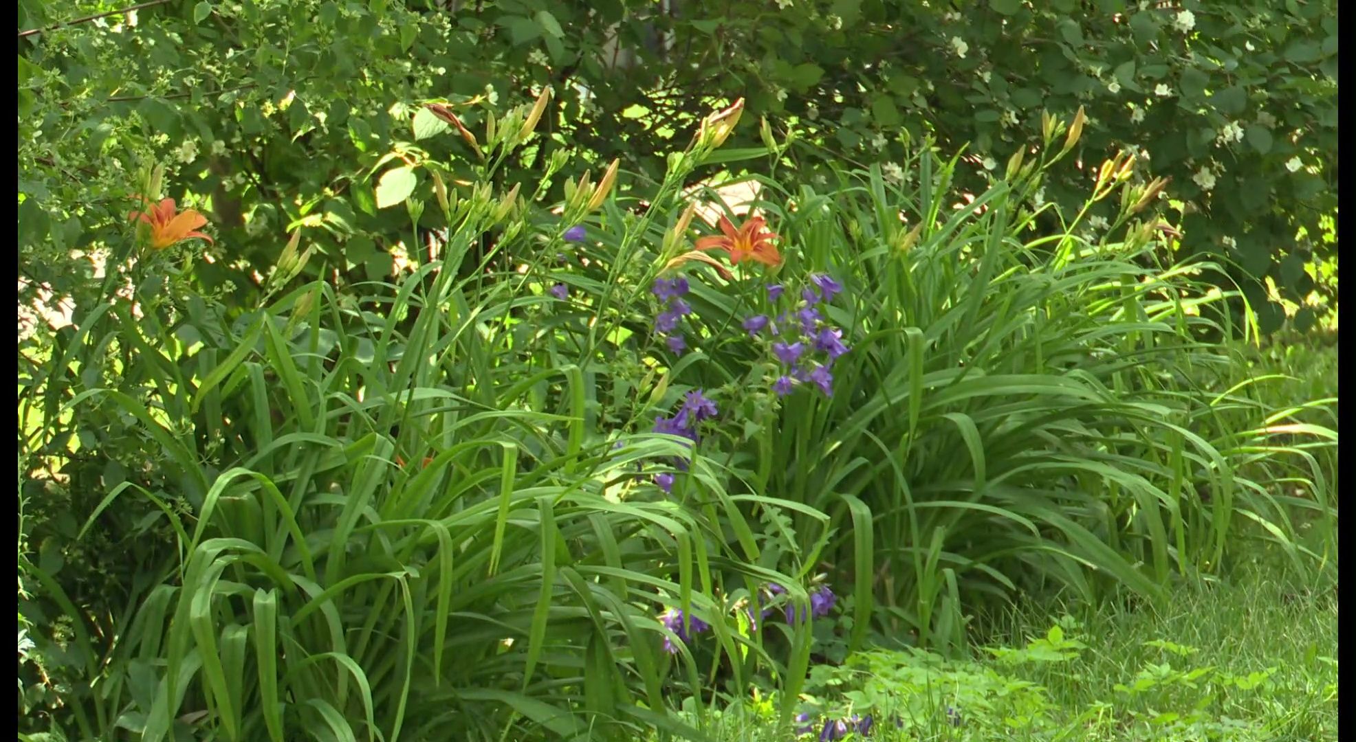 Реутов, конкурс, Лето в Подмосковье, фотографии