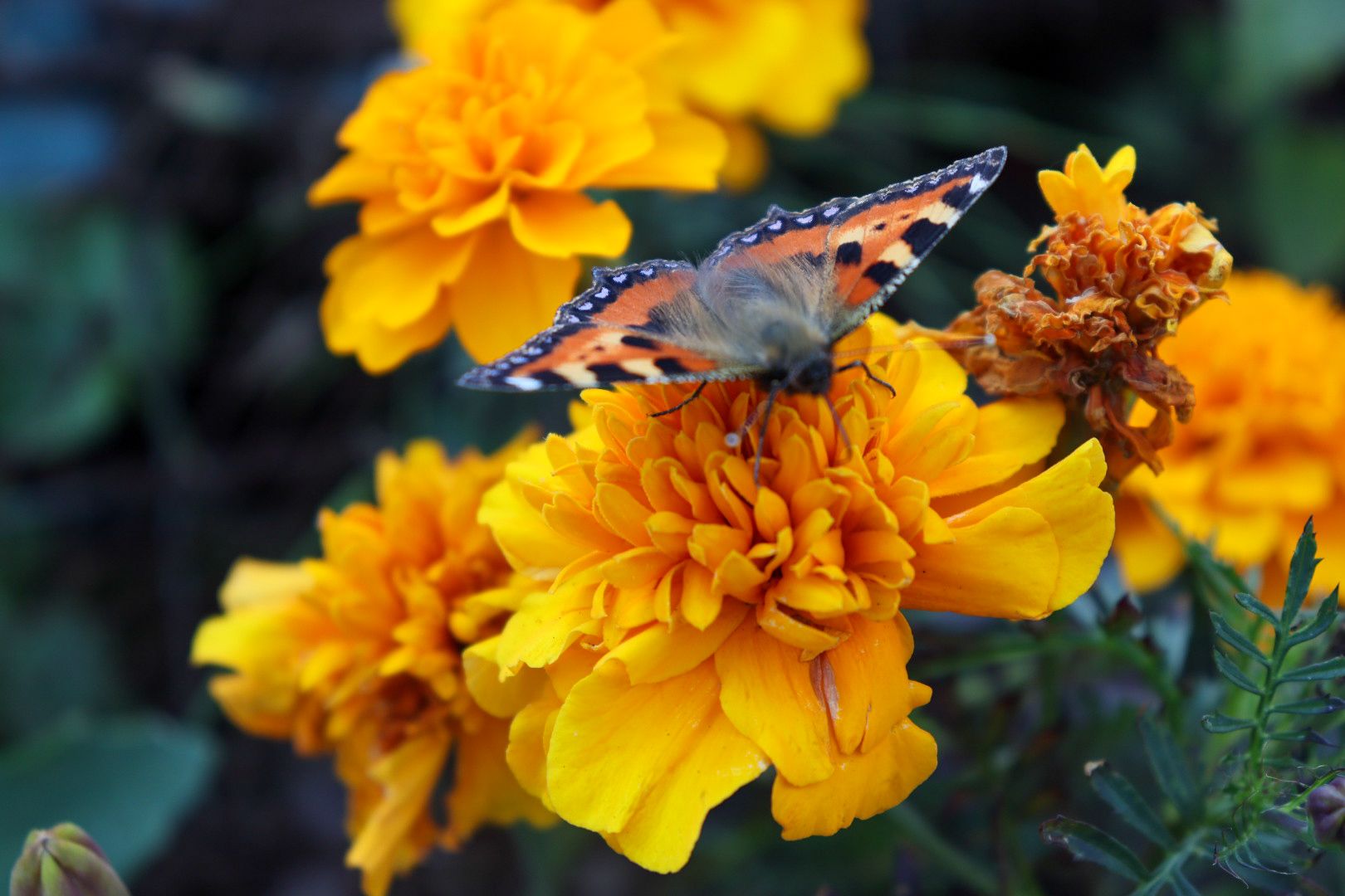 #Рошаль#парк#КрестовБрод#лето#селфи