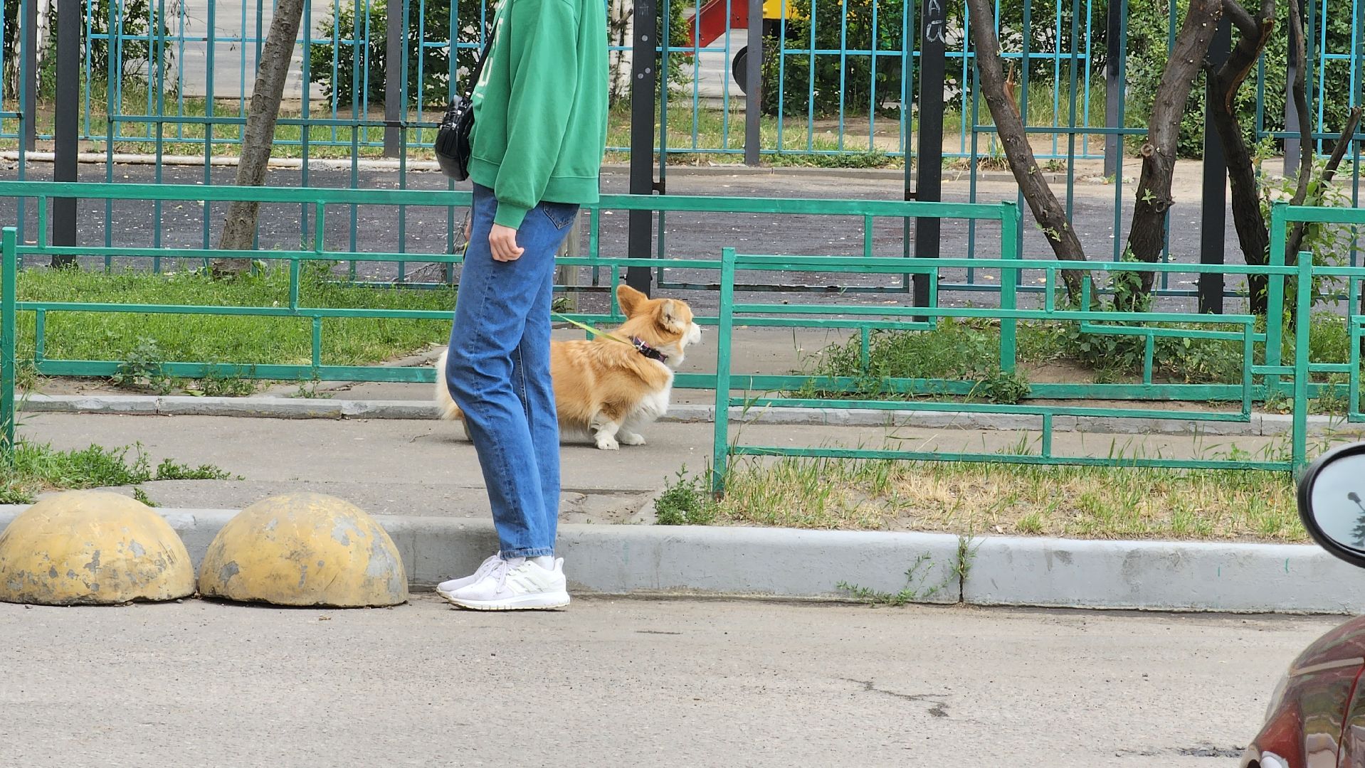 вакцинация от бешенства, выгул животных, Котельники