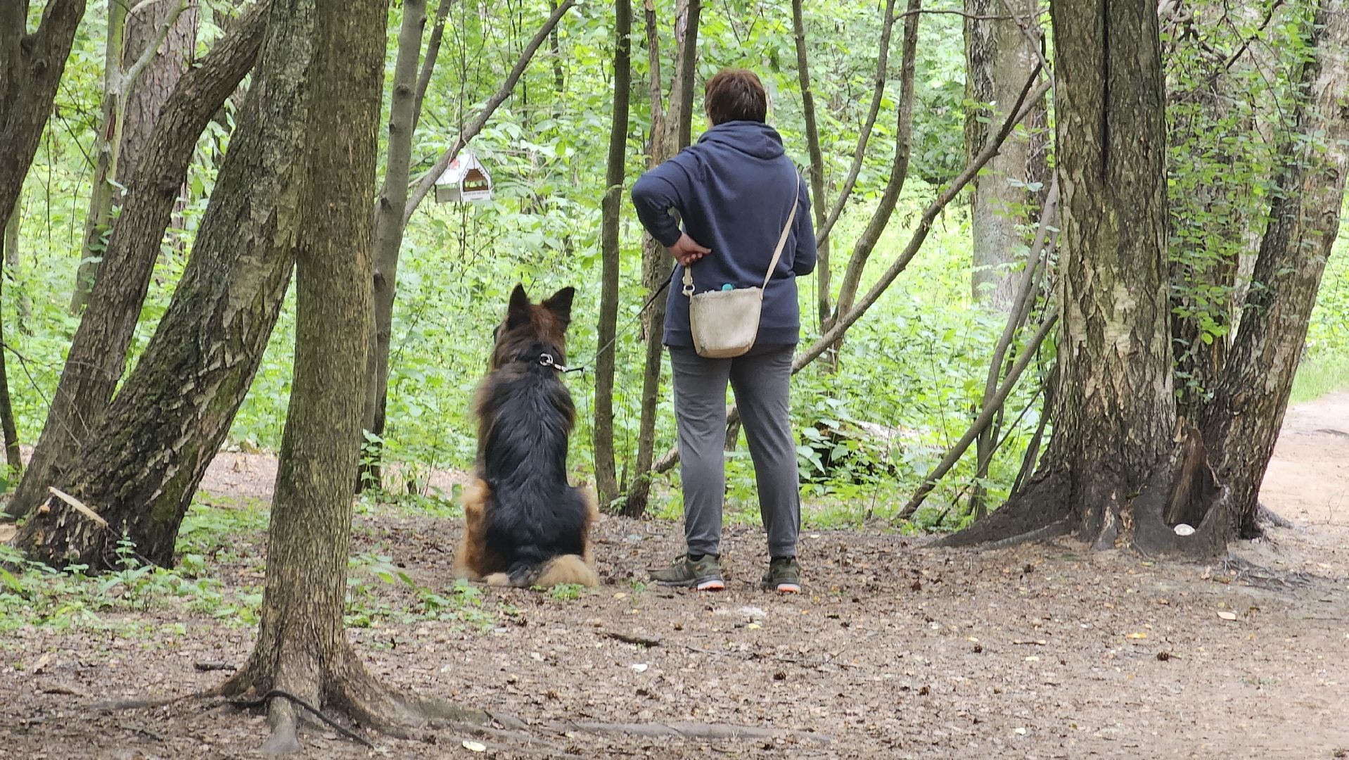 вакцинация от бешенства, выгул животных, Котельники