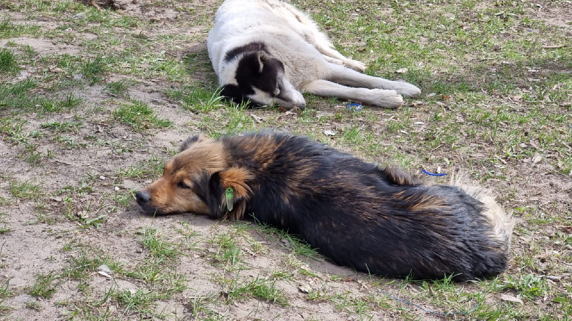 вакцинация от бешенства, выгул животных, Котельники