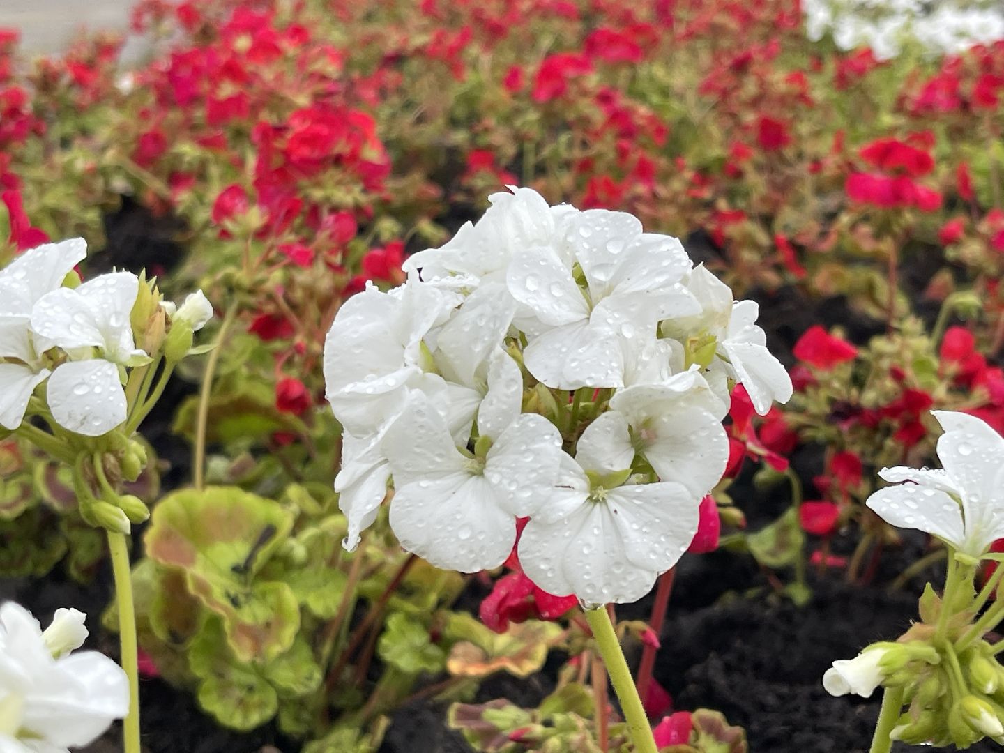 Одинцово, благоустройство, цветы, Роза, герань,