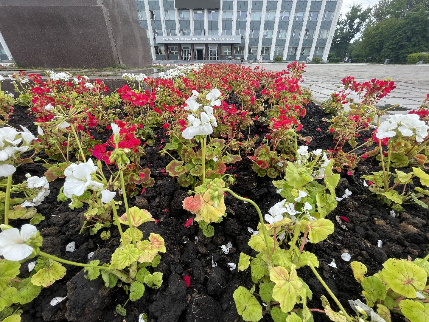 Одинцово, благоустройство, цветы, Роза, герань,