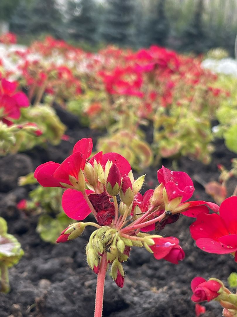 Одинцово, благоустройство, цветы, Роза, герань,