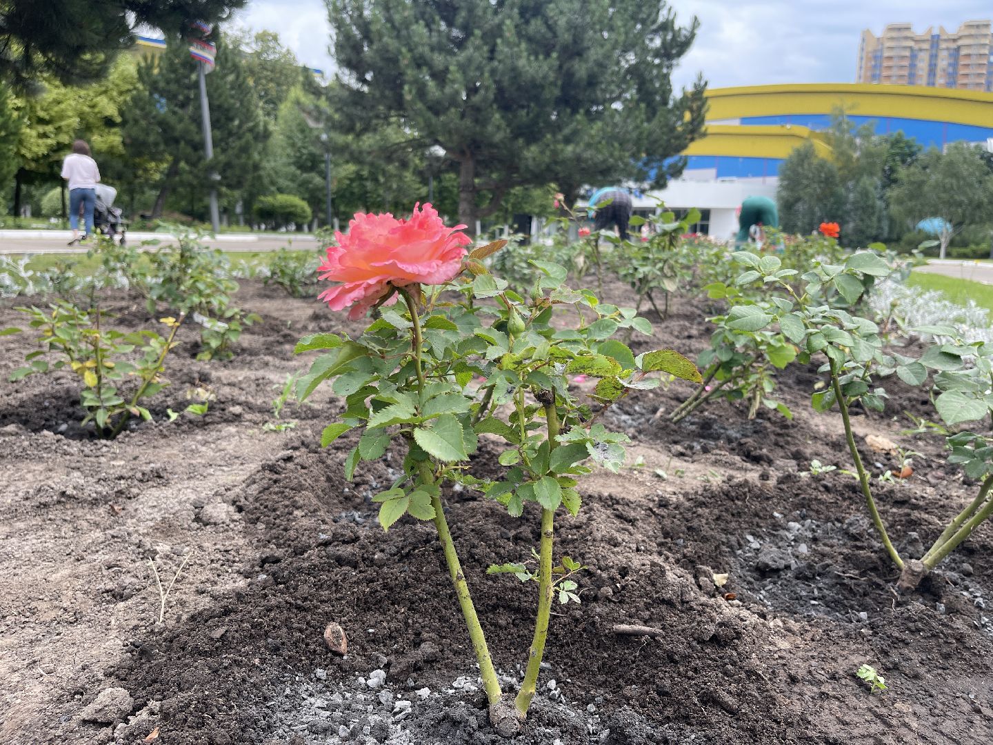 Одинцово, благоустройство, цветы, Роза, герань,