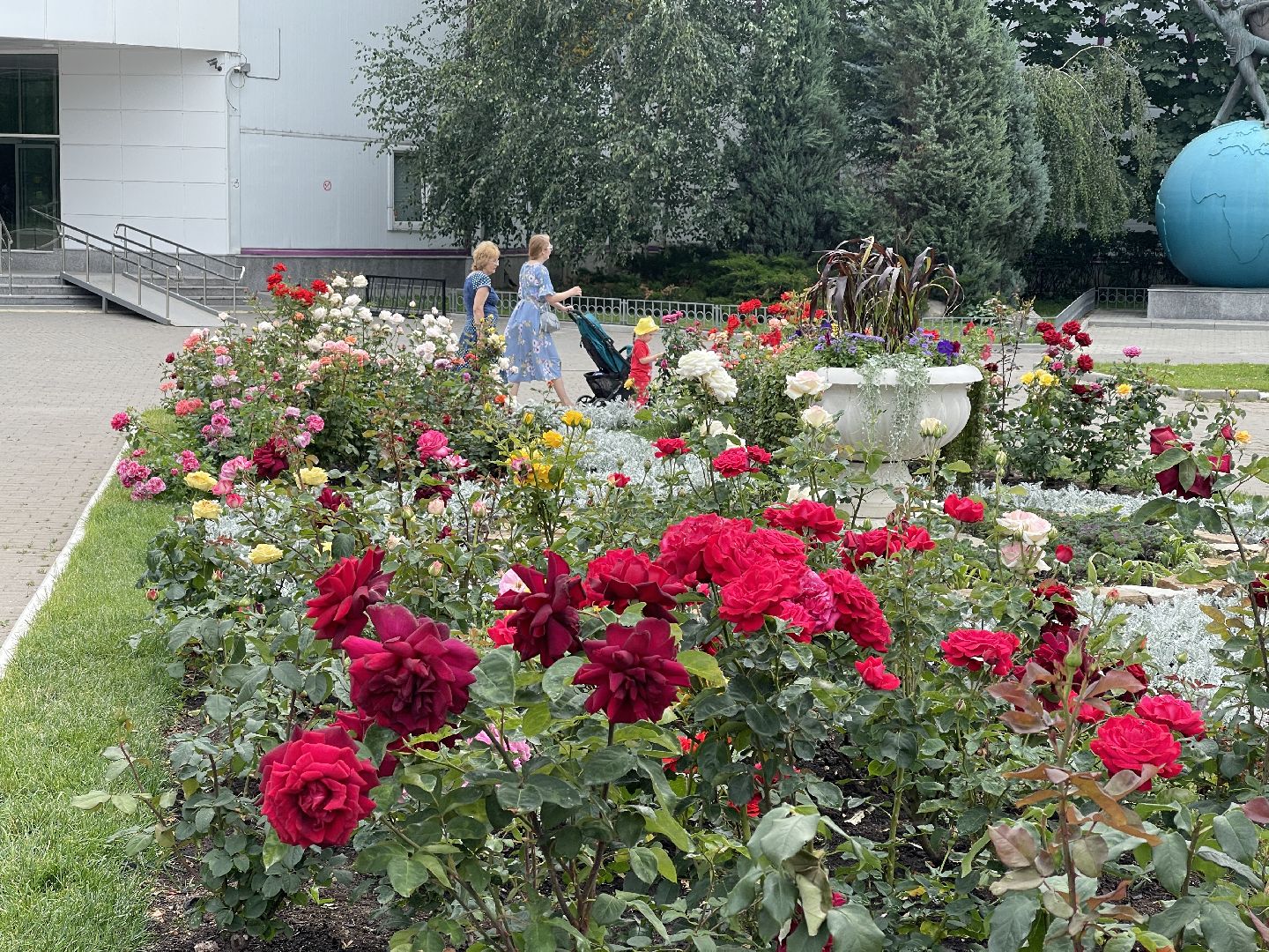 Одинцово, благоустройство, цветы, Роза, герань,