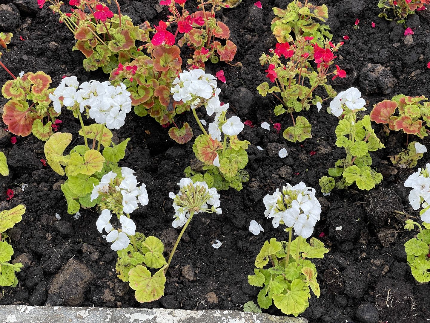 Одинцово, благоустройство, цветы, Роза, герань,