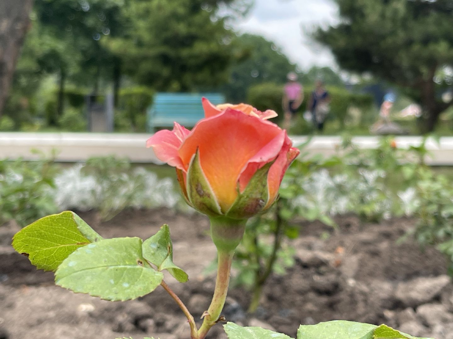 Одинцово, благоустройство, цветы, Роза, герань,