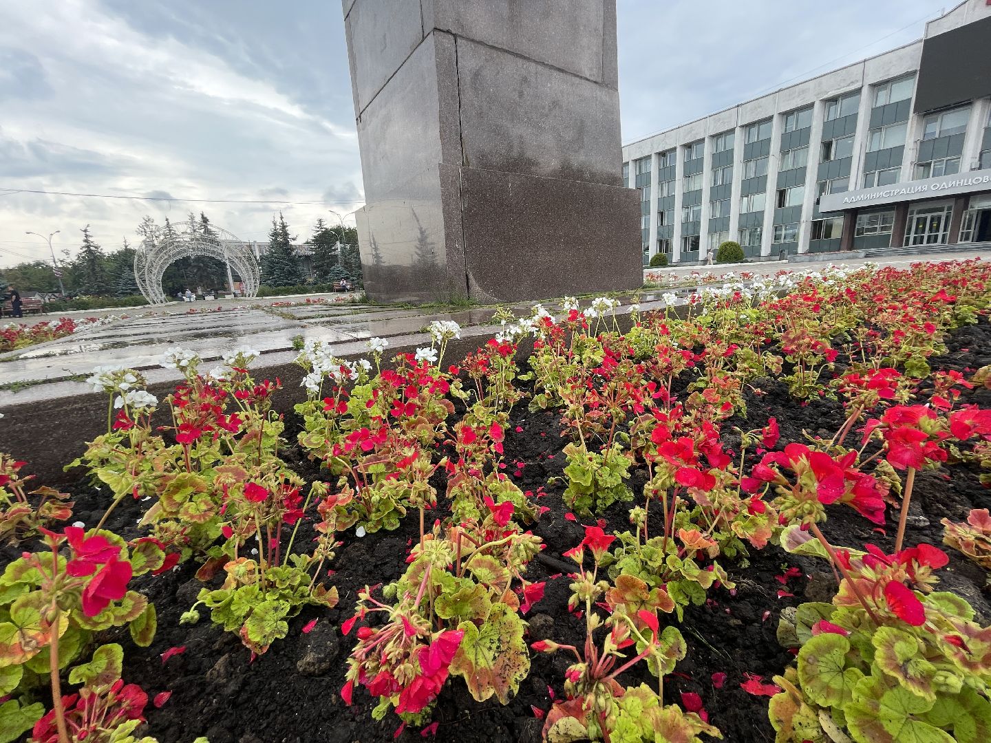Одинцово, благоустройство, цветы, Роза, герань,