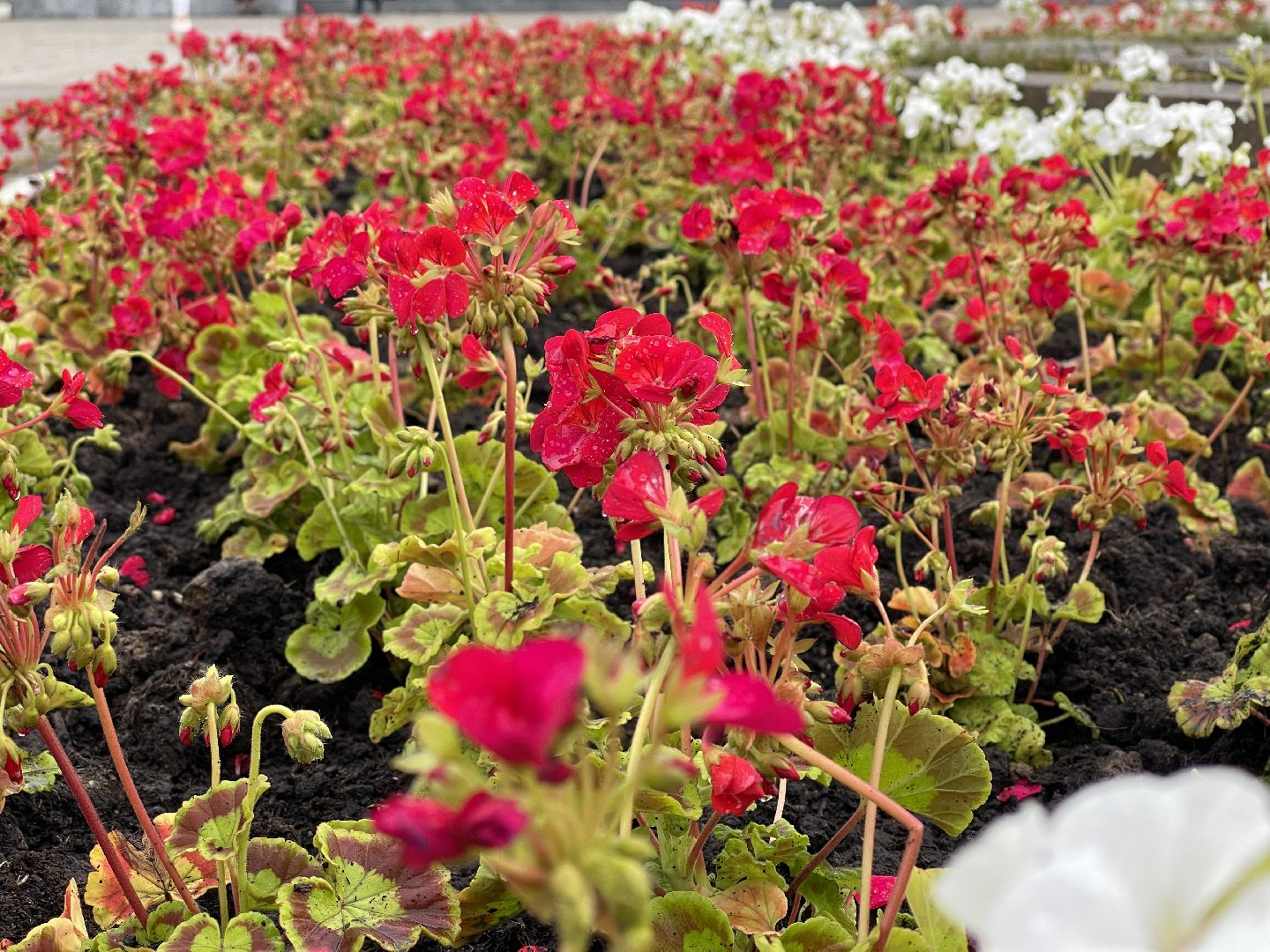 Одинцово, благоустройство, цветы, Роза, герань,