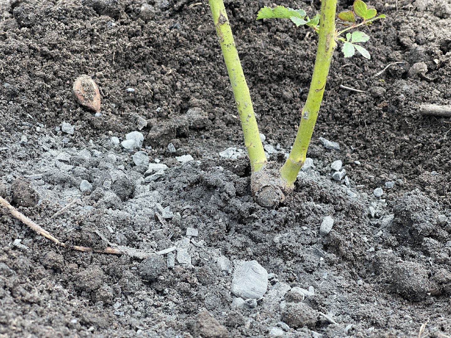 Одинцово, благоустройство, цветы, Роза, герань,