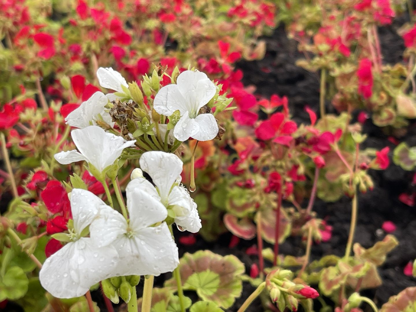 Одинцово, благоустройство, цветы, Роза, герань,