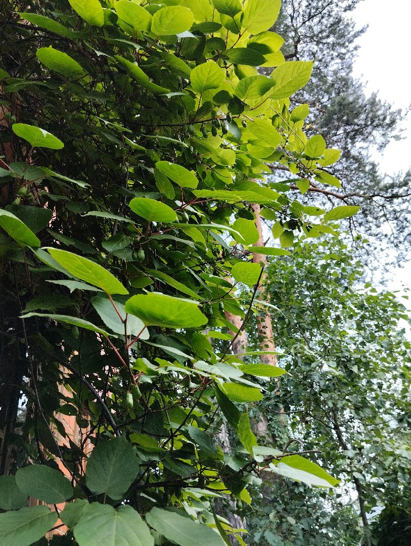 Садоводство, актинидия, ягоды, Старая Купавна, Богородский городской округ