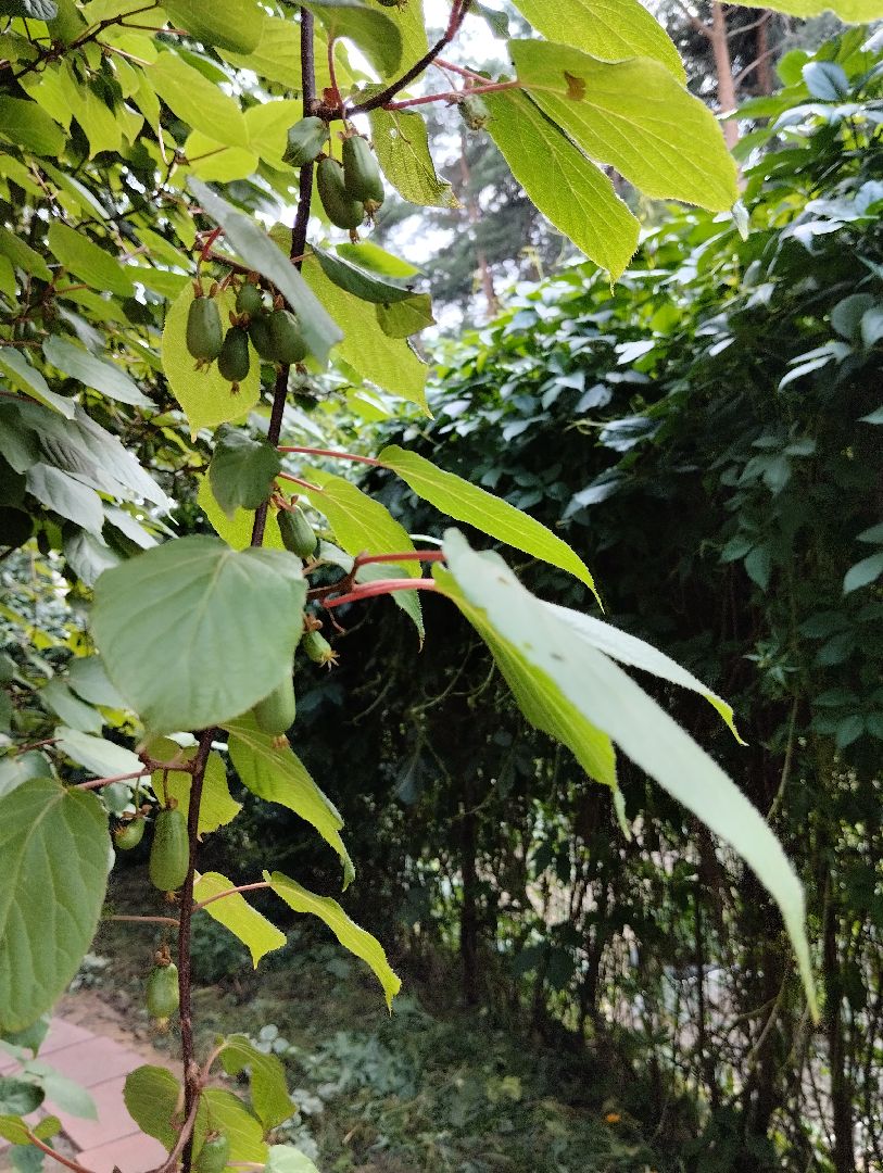 Садоводство, актинидия, ягоды, Старая Купавна, Богородский городской округ